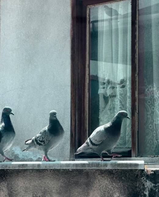 Dépigeonnage-1
