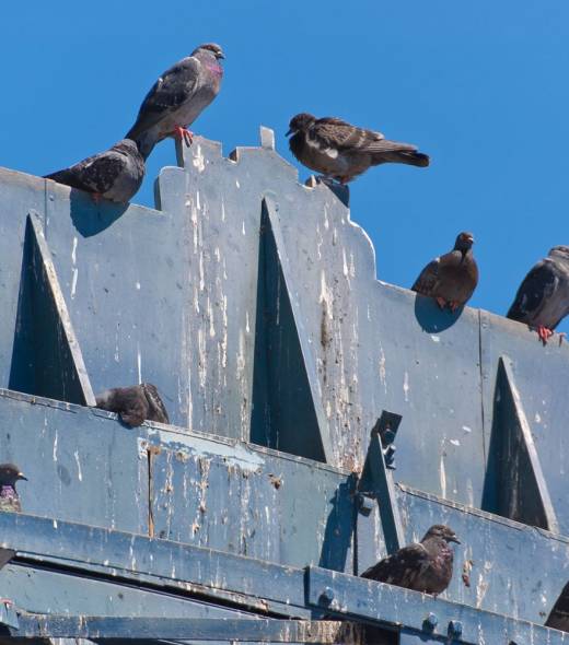 Dépigeonnage-2